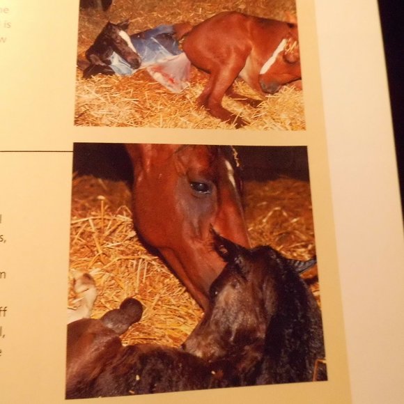 The Foaling Primer - Caring for Mare & Foal - Picture 5 of 5
